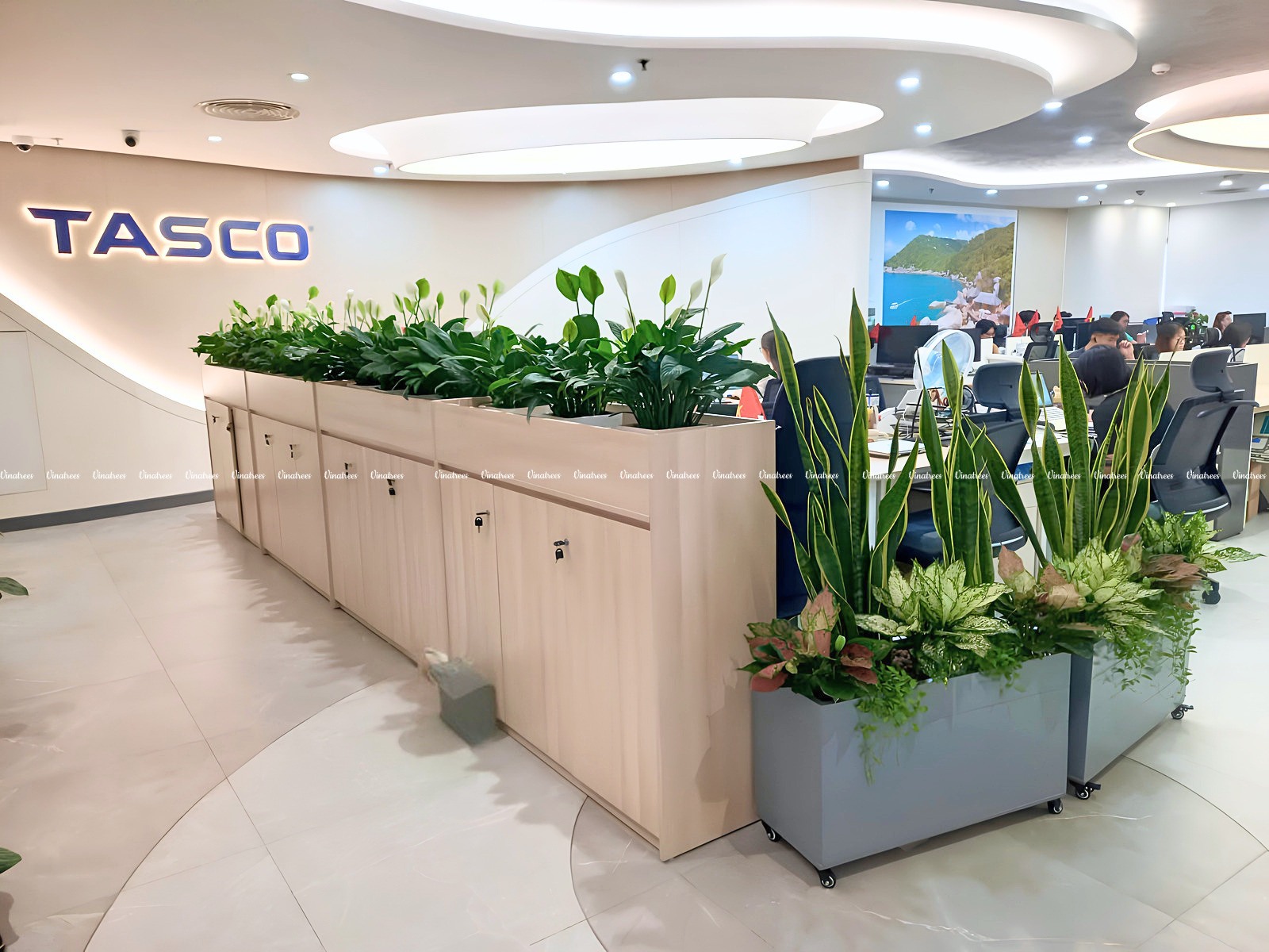 Vinatrees là đơn vị hàng đầu tại Hà Nội trong dịch vụ cho thuê cây cảnh văn phòng