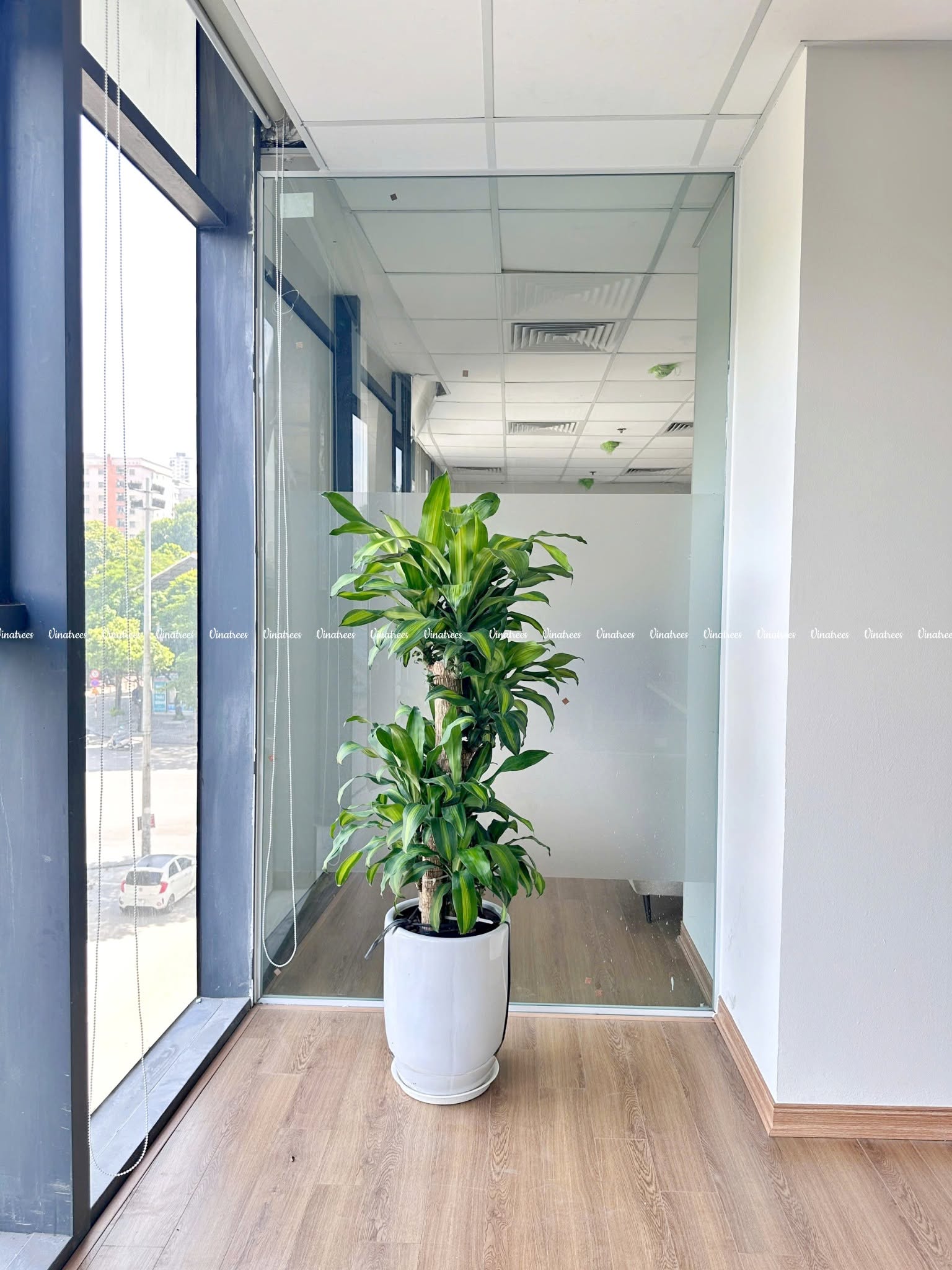 Cây Thiết Mộc Lan _Vinatrees
