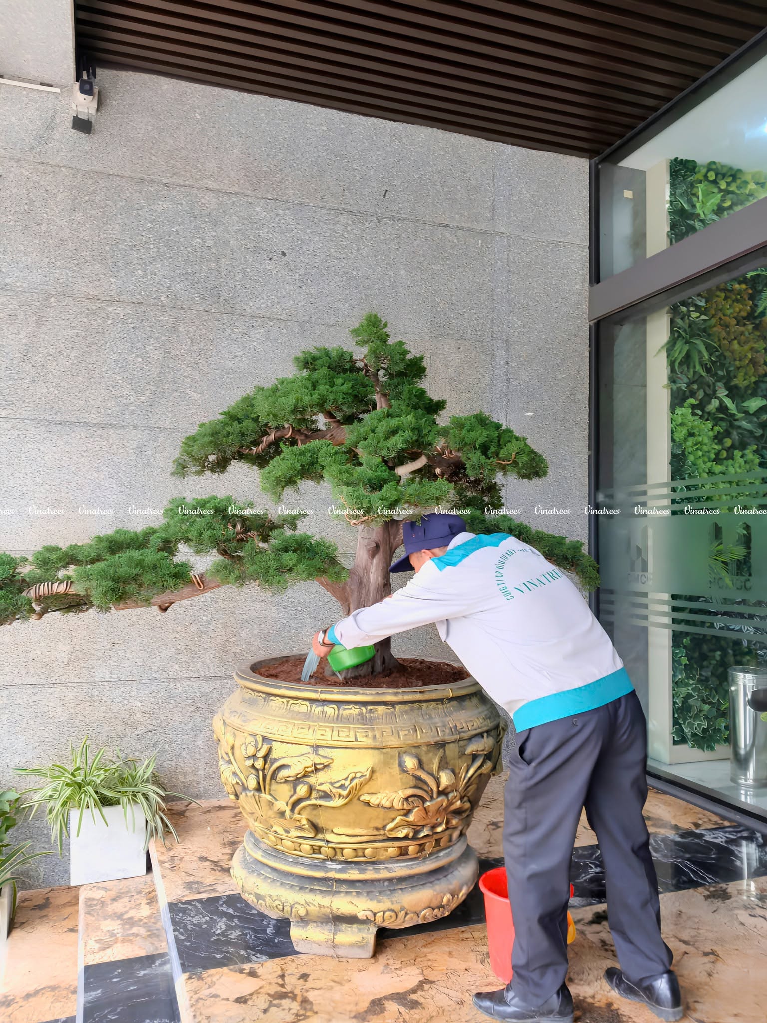 Nhân viên Vinatrees đang chăm sóc và bảo trì cây cảnh văn phòng cho khách hàng 