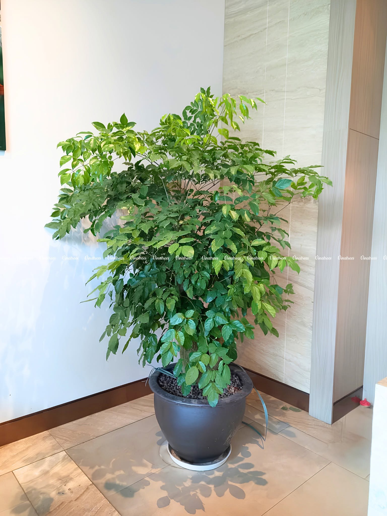Cây Xanh Hà Nội Vinatrees cung cấp dịch vụ trọn gói cho thuê cây cảnh Hà Nội