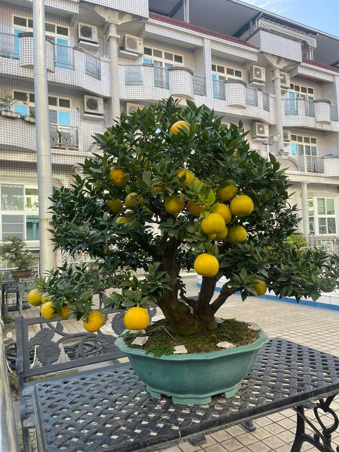 Cây bưởi trồng trước nhà