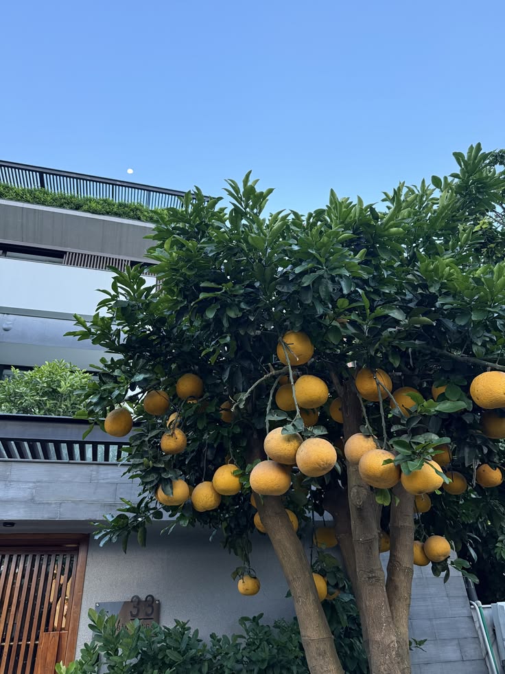 Phong thủy khi trồng cây bưởi trước nhà