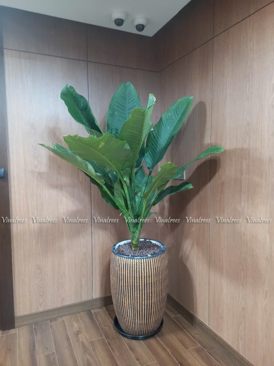 Cây Đại Phú Gia _Vinatrees