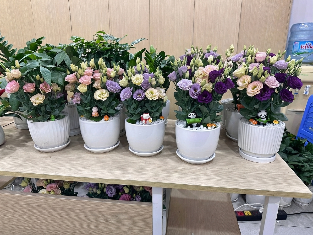 chậu cây cảnh để bàn
