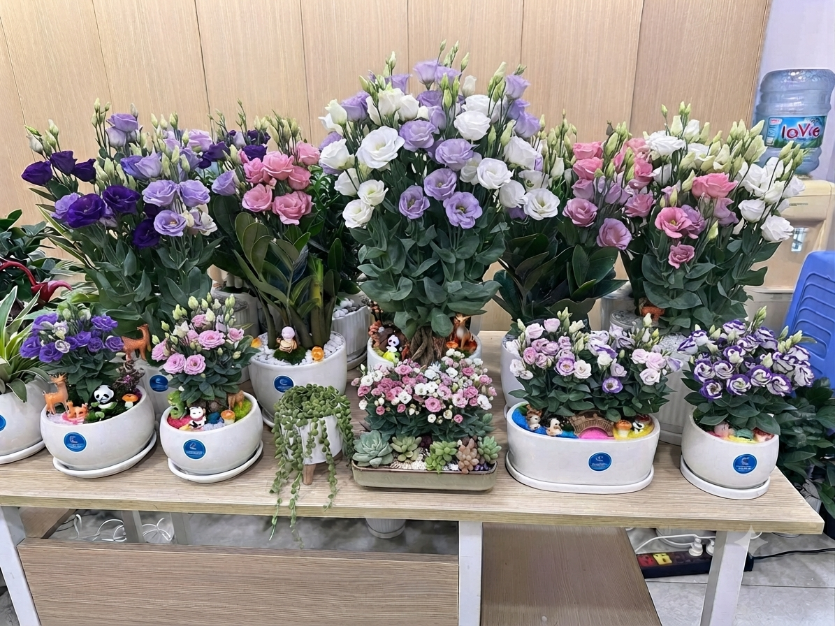 Chậu cây hoa cát tường để bàn làm việc