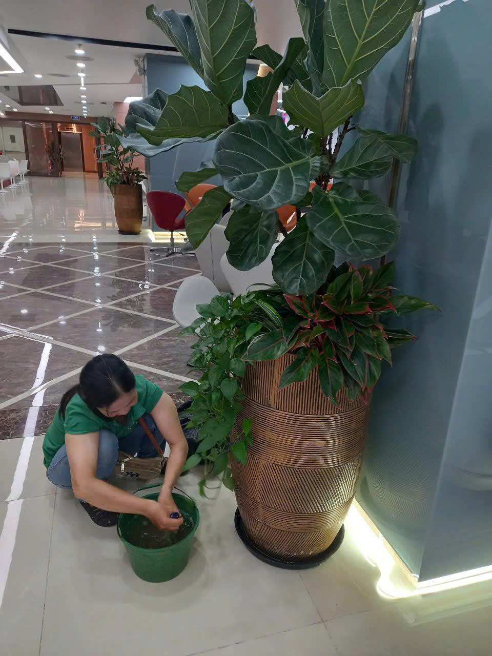 Nhân viên Vinatrees chăm sóc dịch vụ cây cảnh văn phòng định kỳ