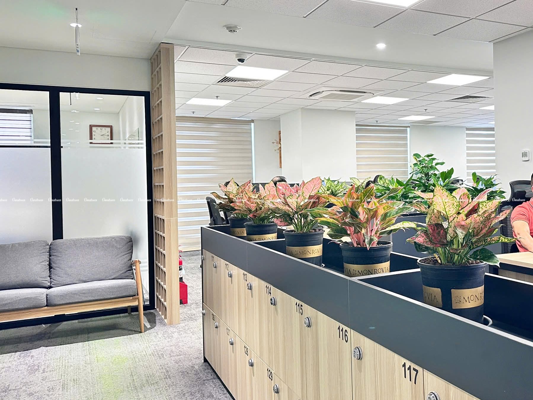 Dự án cây xanh văn phòng tại tòa nhà Hòa Bình 106 Hoàng Quốc Việt khẳng định năng lực của Vinatrees