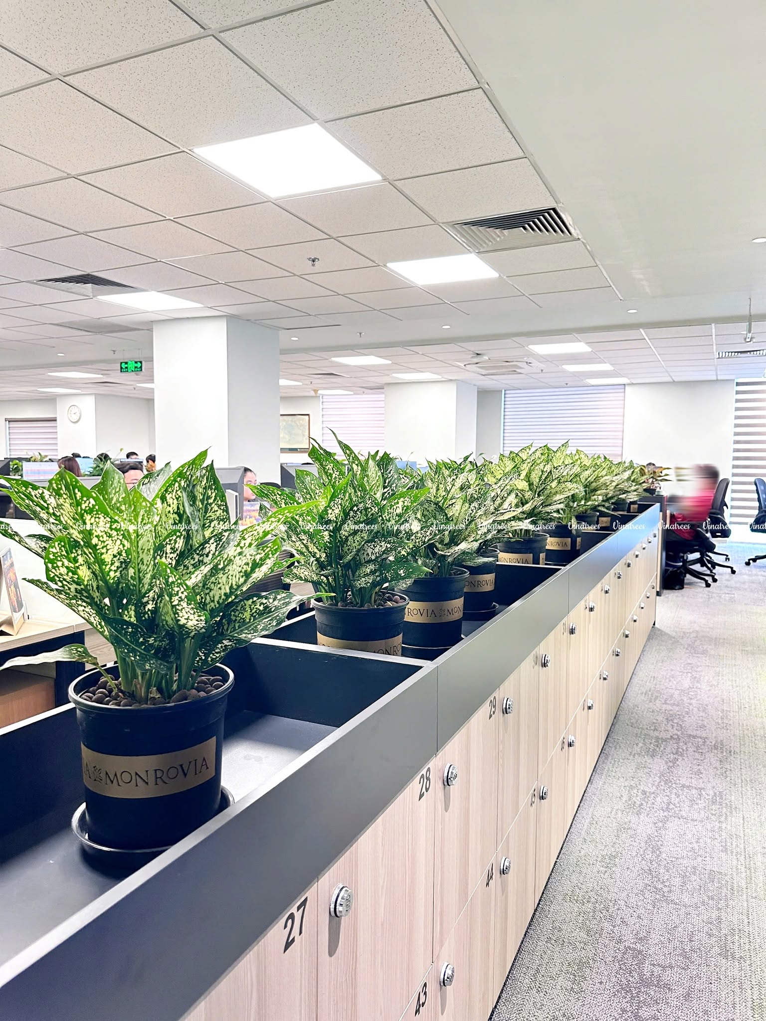 Vinatrees thiết kế cây ngọc ngân để ban cho khách hàng tại tòa nhà Hòa Bình Towe
