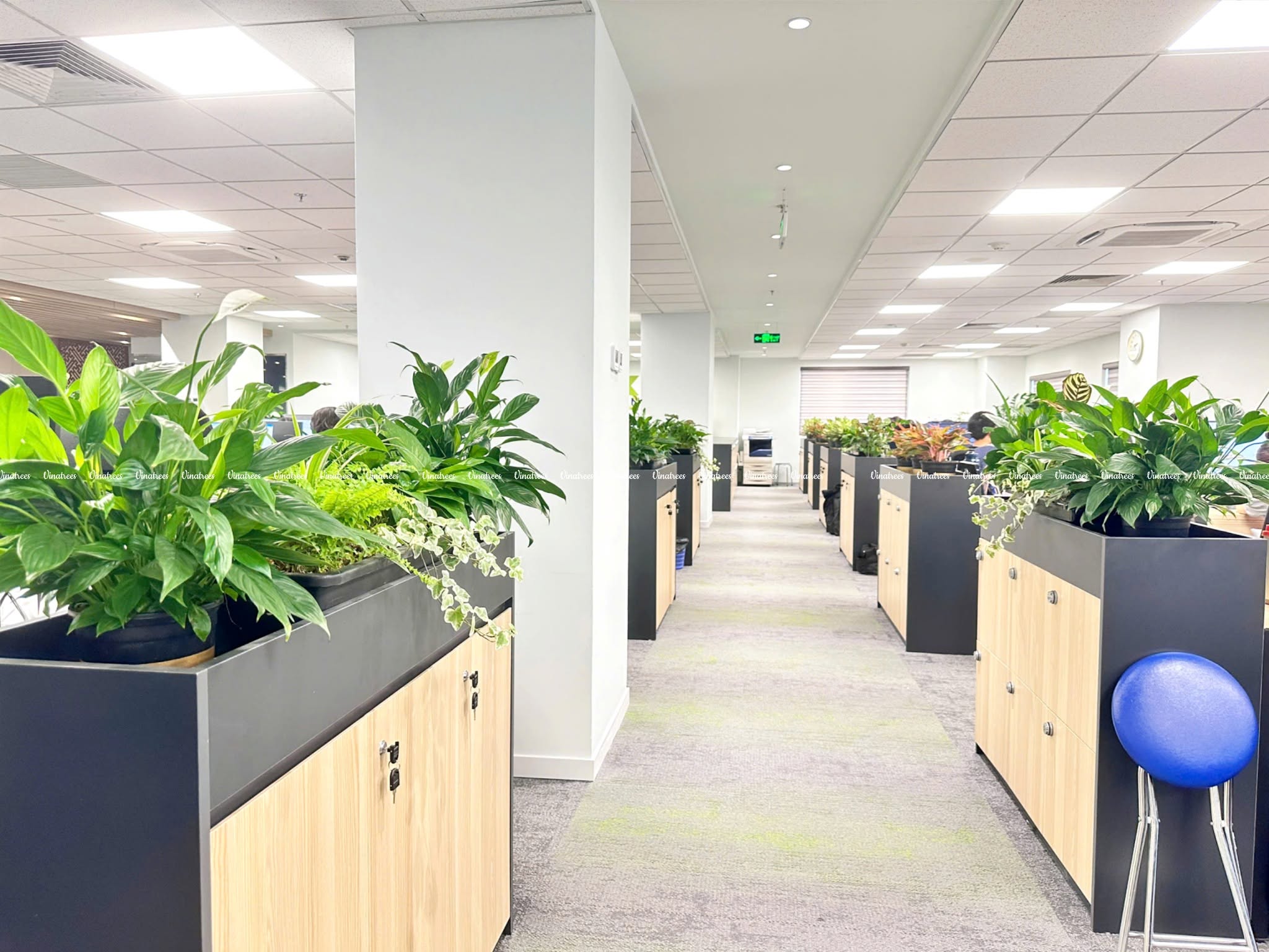 Vinatrees không chỉ cung cấp cây xanh, Vinatrees còn mang lại không gian sống xanh