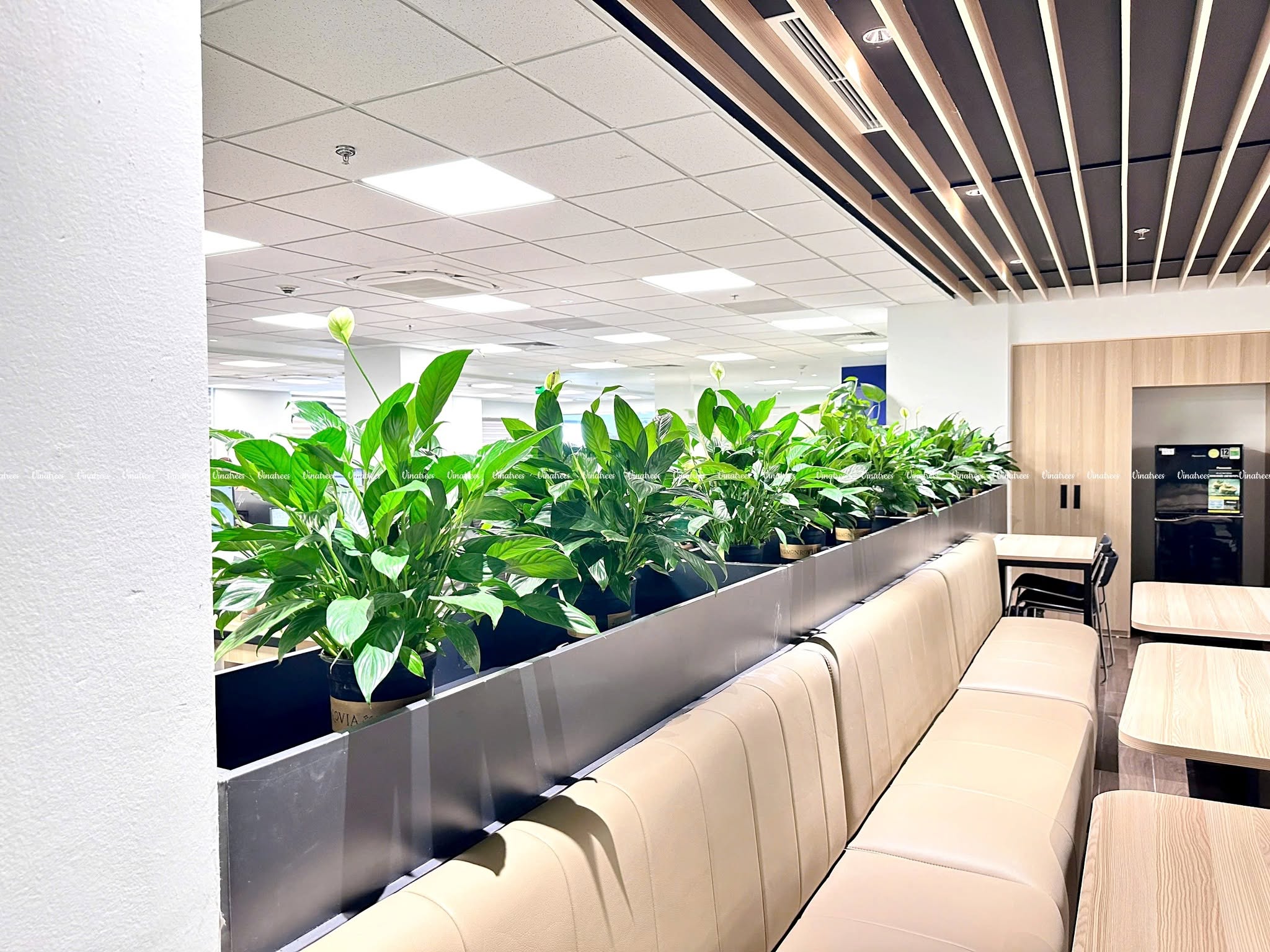 Cây xanh Hà Nội Vinatrees là đơn vị hàng đầu tại Hà Nội trong lĩnh vực cho thuê cây cảnh văn phòng