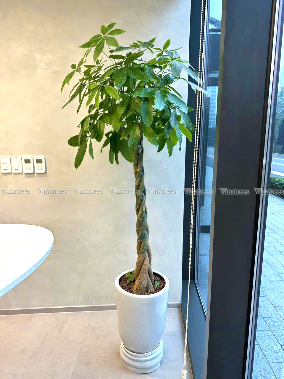 Vinatrees làm dự án trang trí cây xanh văn phòng tại khách hàng thuê cây ở Long Biên Hà Nội