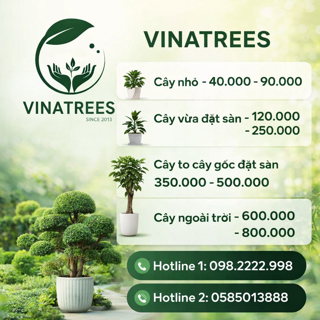 Bảng báo giá thuê cây cảnh văn phòng tại Hà Nội