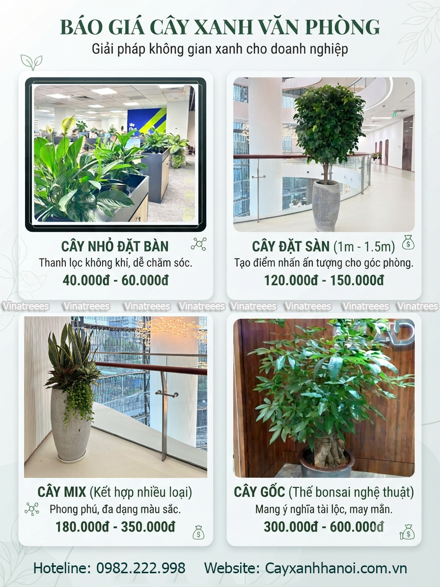 Báo giá dịch vụ cho thuê cây xanh văn phòng tại Vinatrees