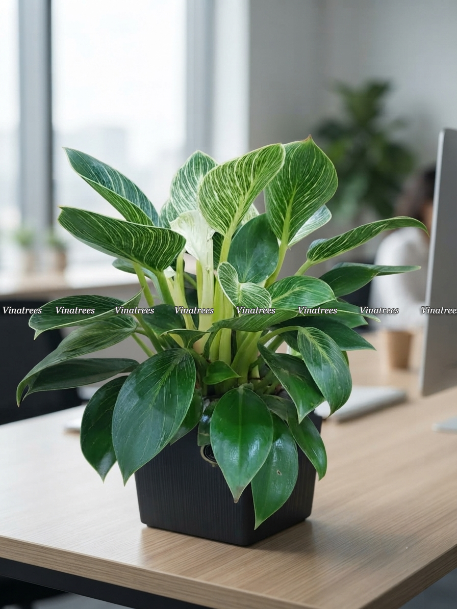 Cây trầu bà kim cương để bàn làm việc _Vinatrees