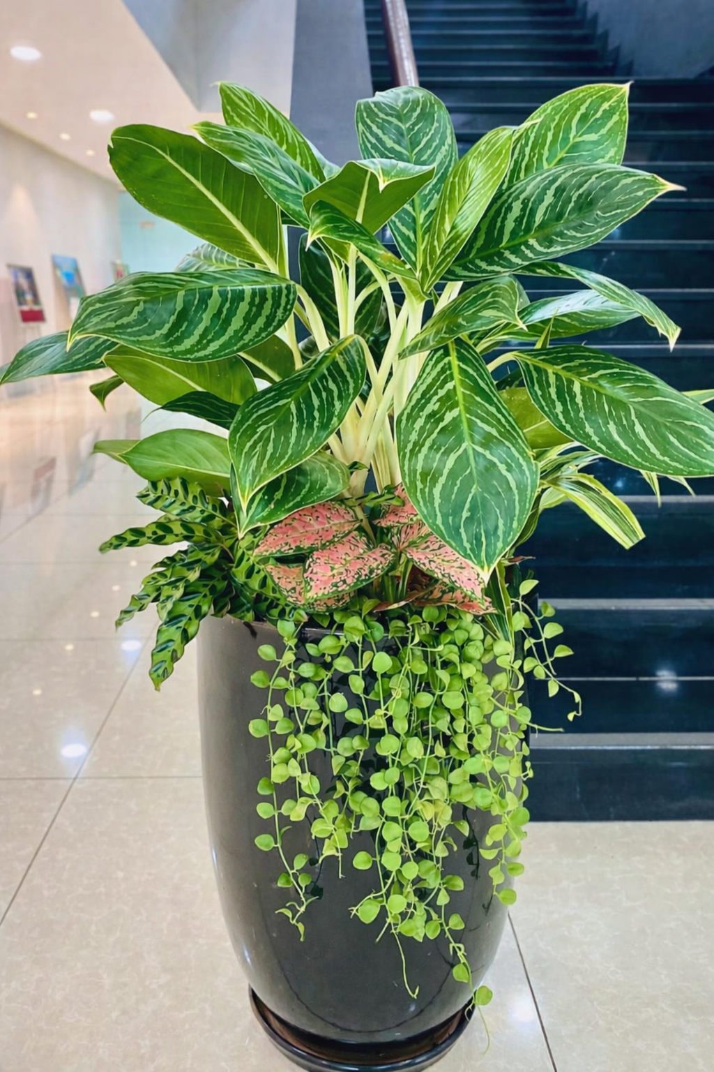Cây Bạch Mã Hoàng Tử Mix_Vinatrees