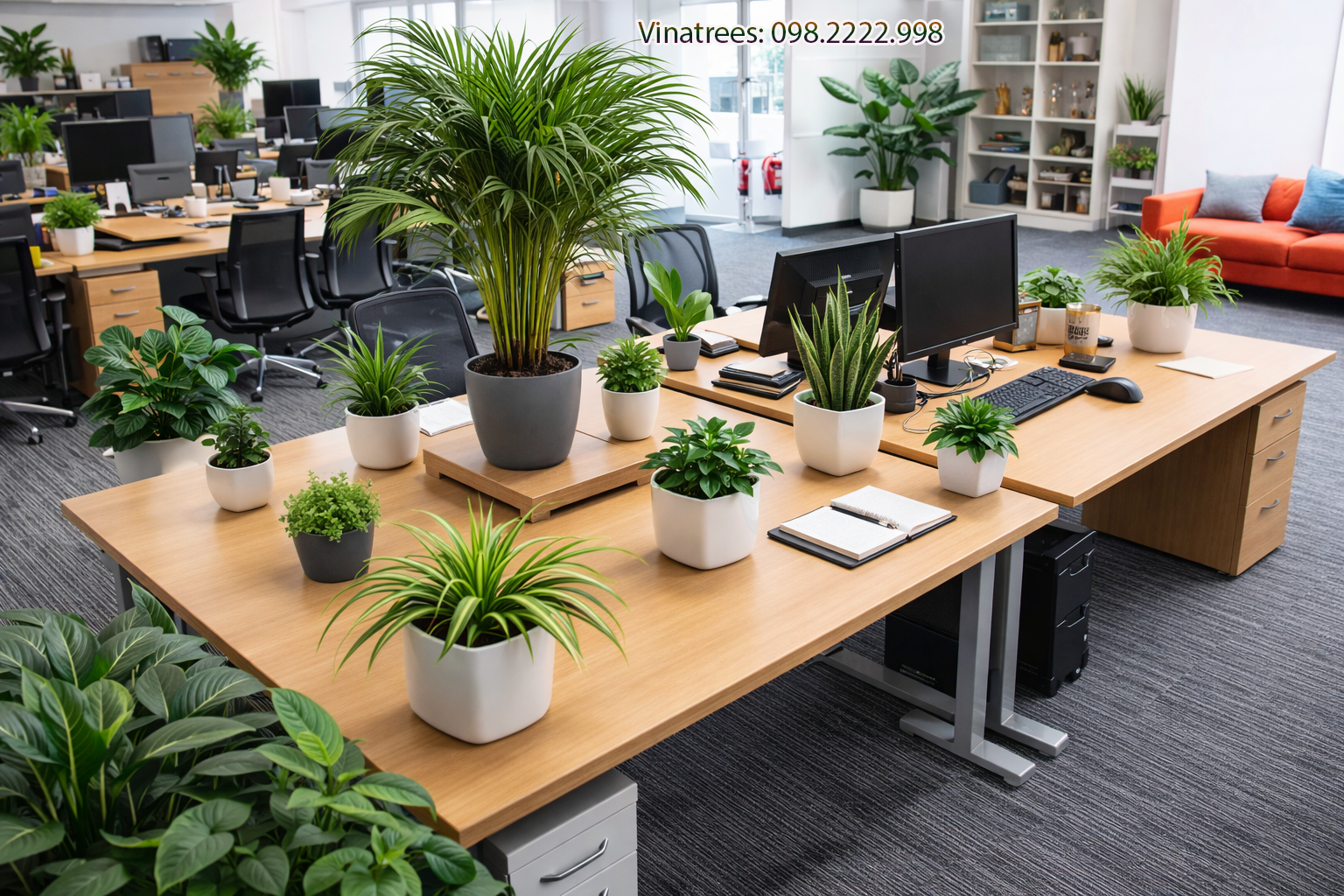 Dịch vụ thuê cây xanh văn phòng _Vinatrees