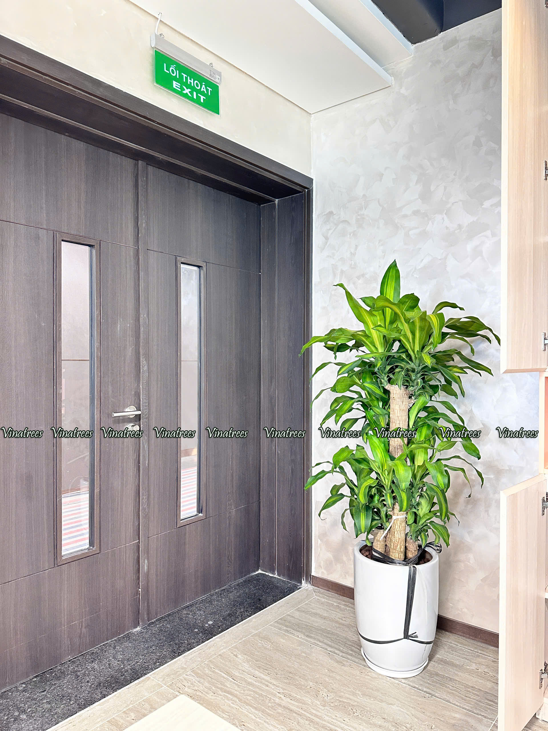 Cây xanh Hà Nội