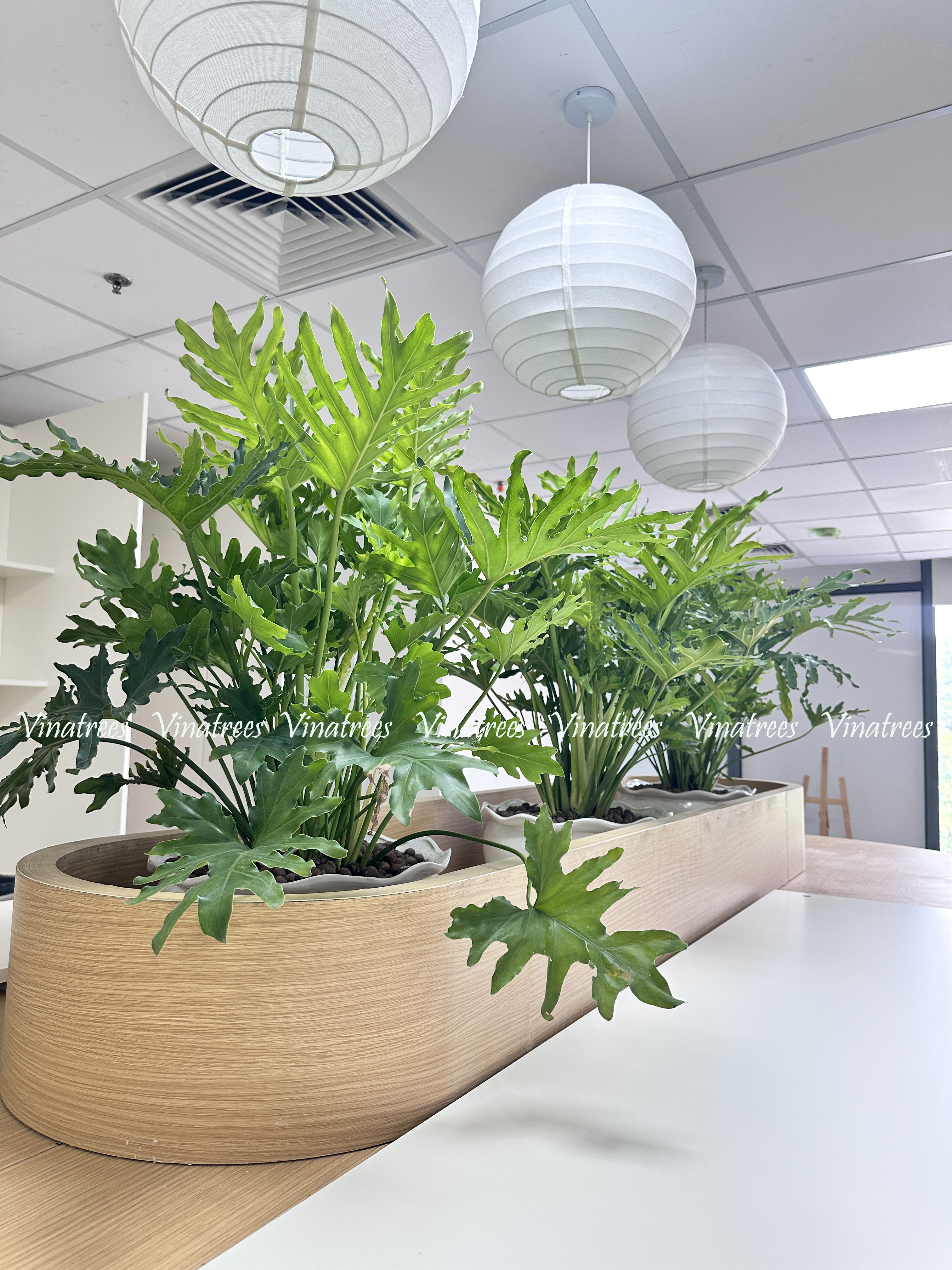 Cây xanh văn phòng tại Hà Nội _Vinatrees