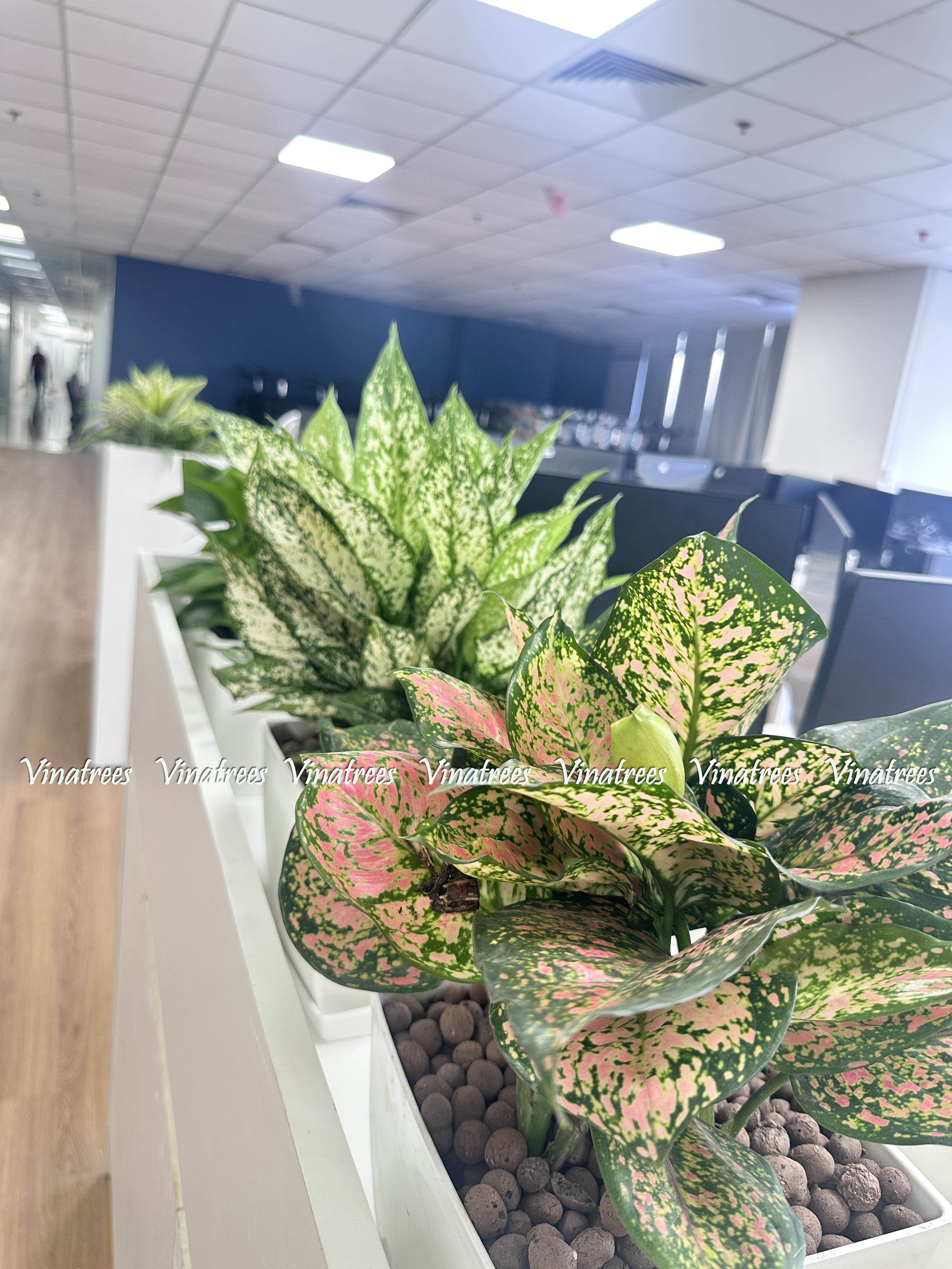 cây cảnh trong văn phòng làm việc _Vinatrees