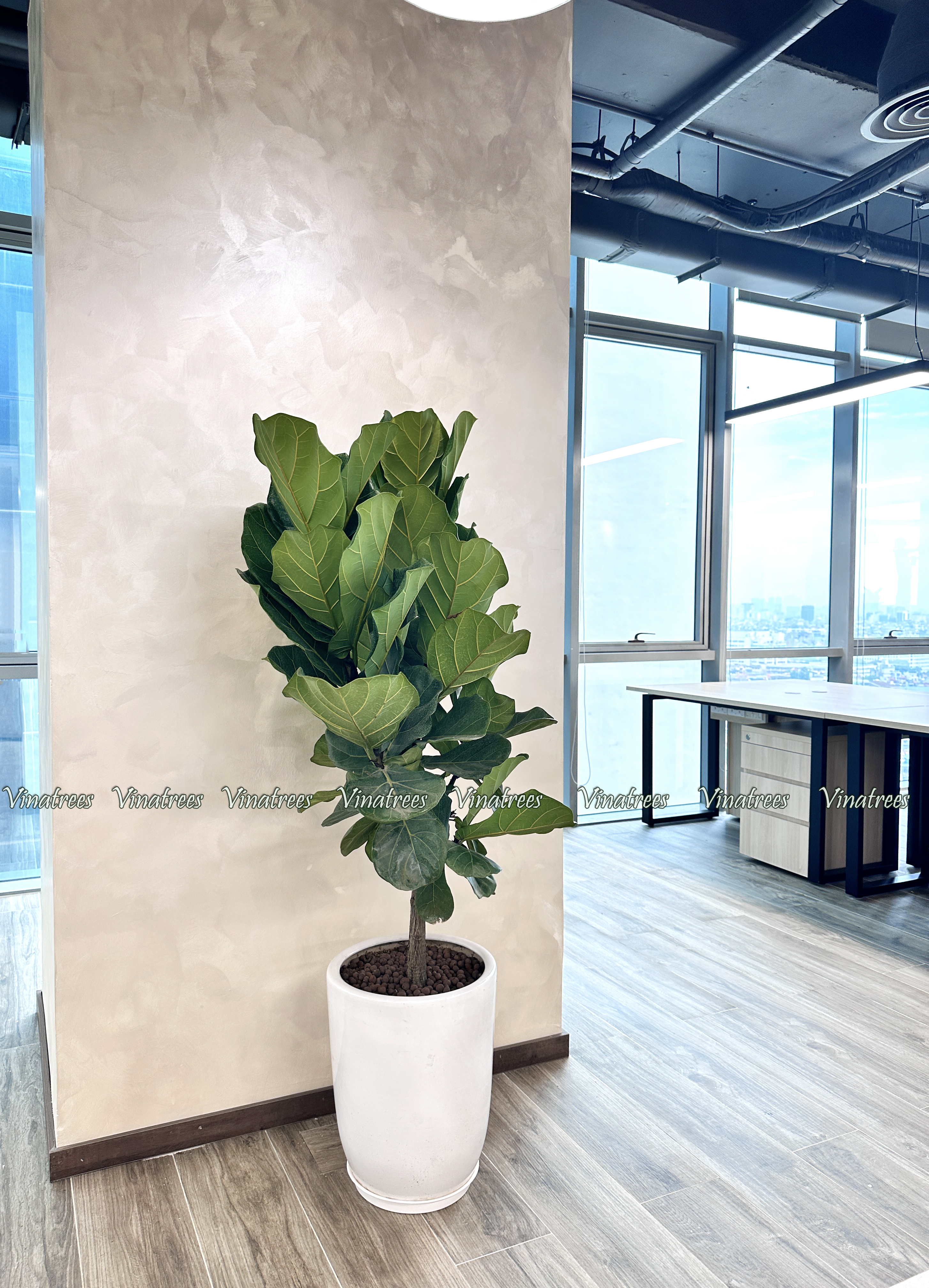 Cho thuê cây cảnh văn phòng tại Hà Nội _Vinatrees