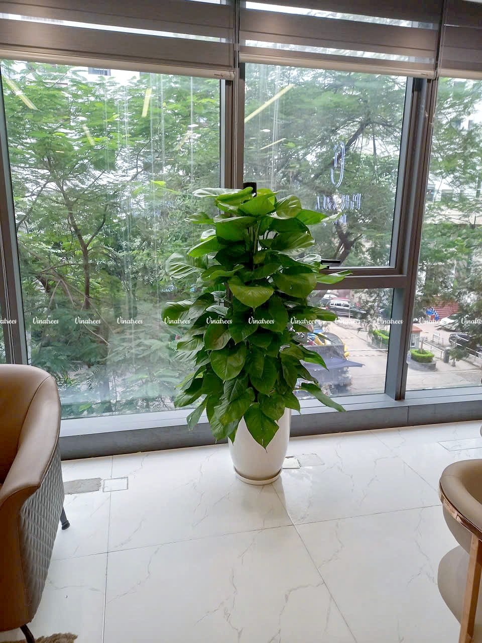 Cây vạn niên thanh mang ý nghĩa trường tồn