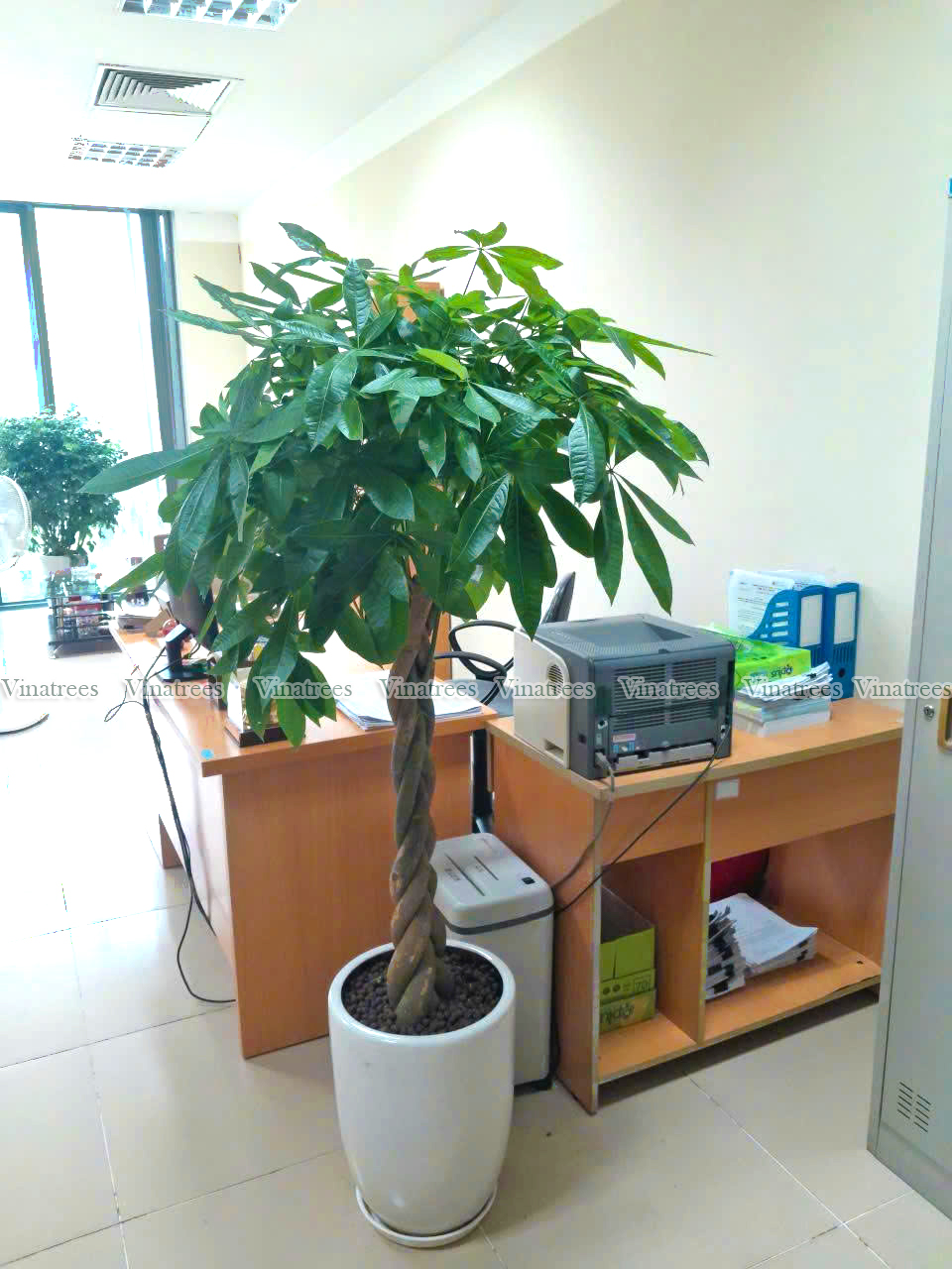 Khách hàng thuê cây kim ngân tết sam tại dịch vụ cho thuê cây cảnh tại Vinatrees