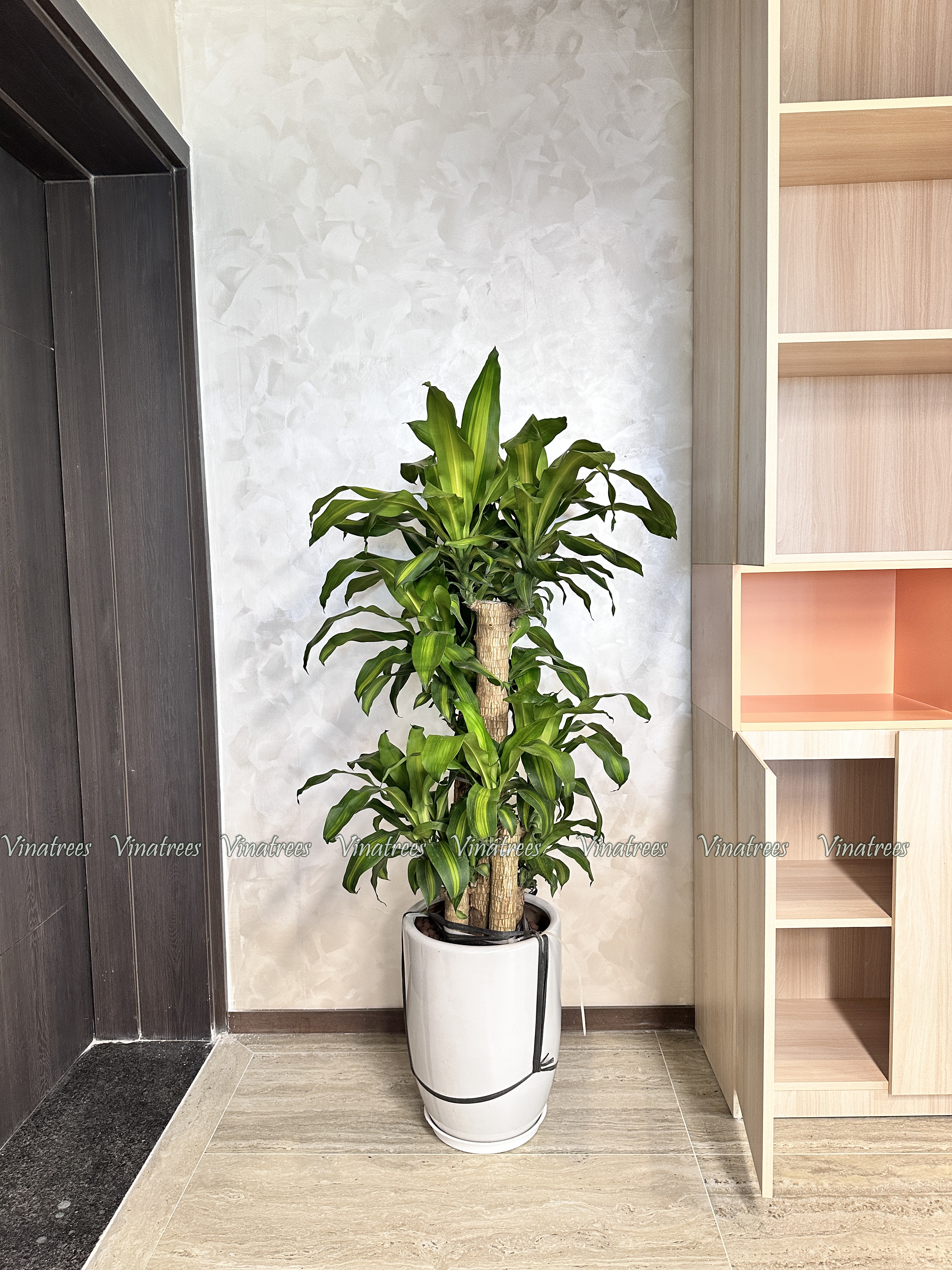 Cho thuê cây cảnh văn phòng tại Hà Nội _Vinatrees