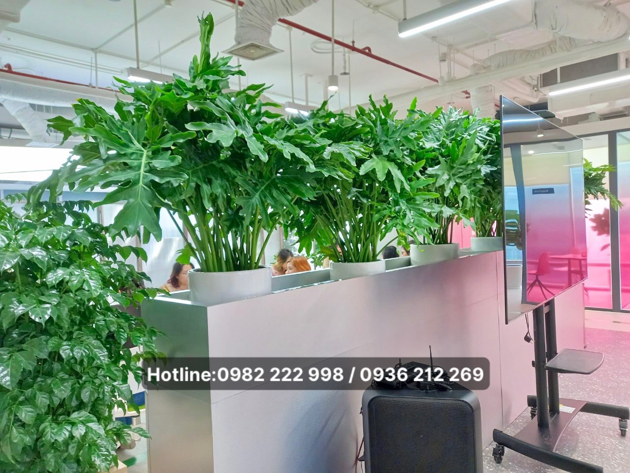 Vinatrees chuyên cung cấp dịch vụ cho thuê cây xanh thiết kế theo nhu cầu riêng của bạn