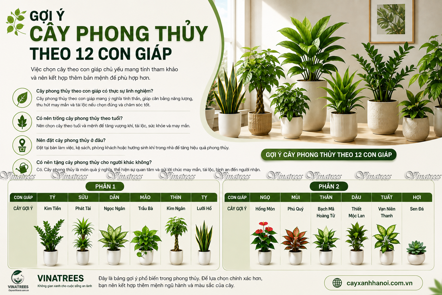 Cây văn phòng phong thủy _Vinatrees