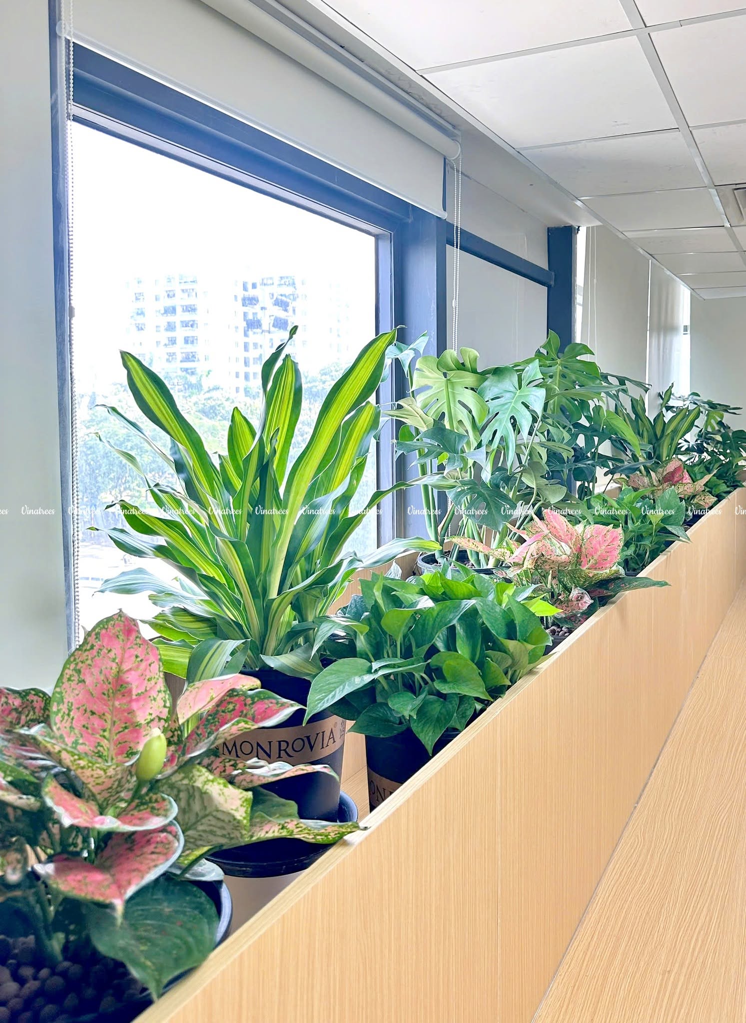 Cho thuê cây cảnh văn phòng tại Hà Nội _Vinatrees