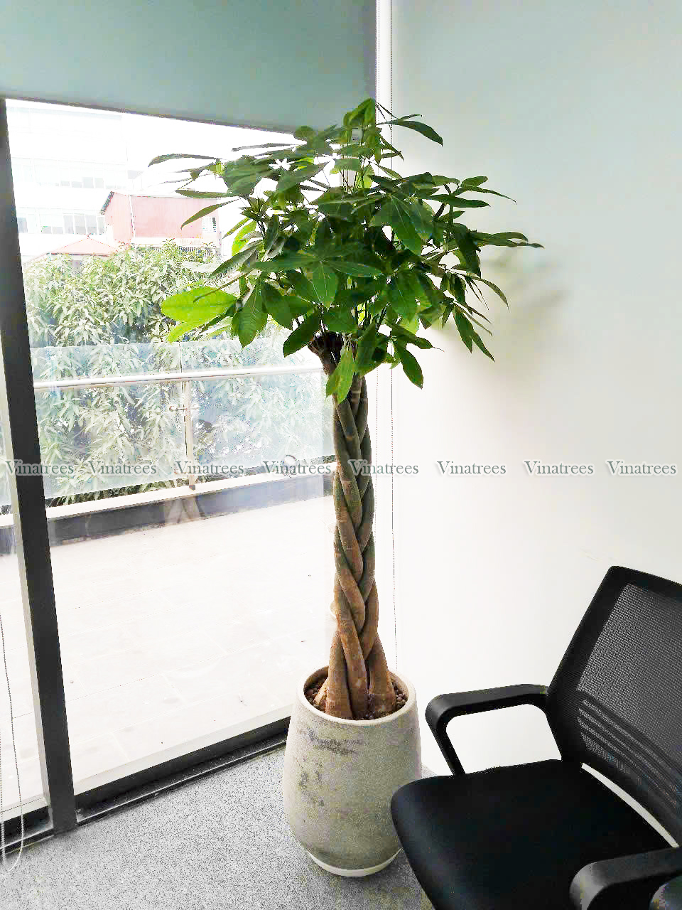 Vinatrees cho công ty tại cầu giấy Hà Nội thuê cây kim ngân tết sam 