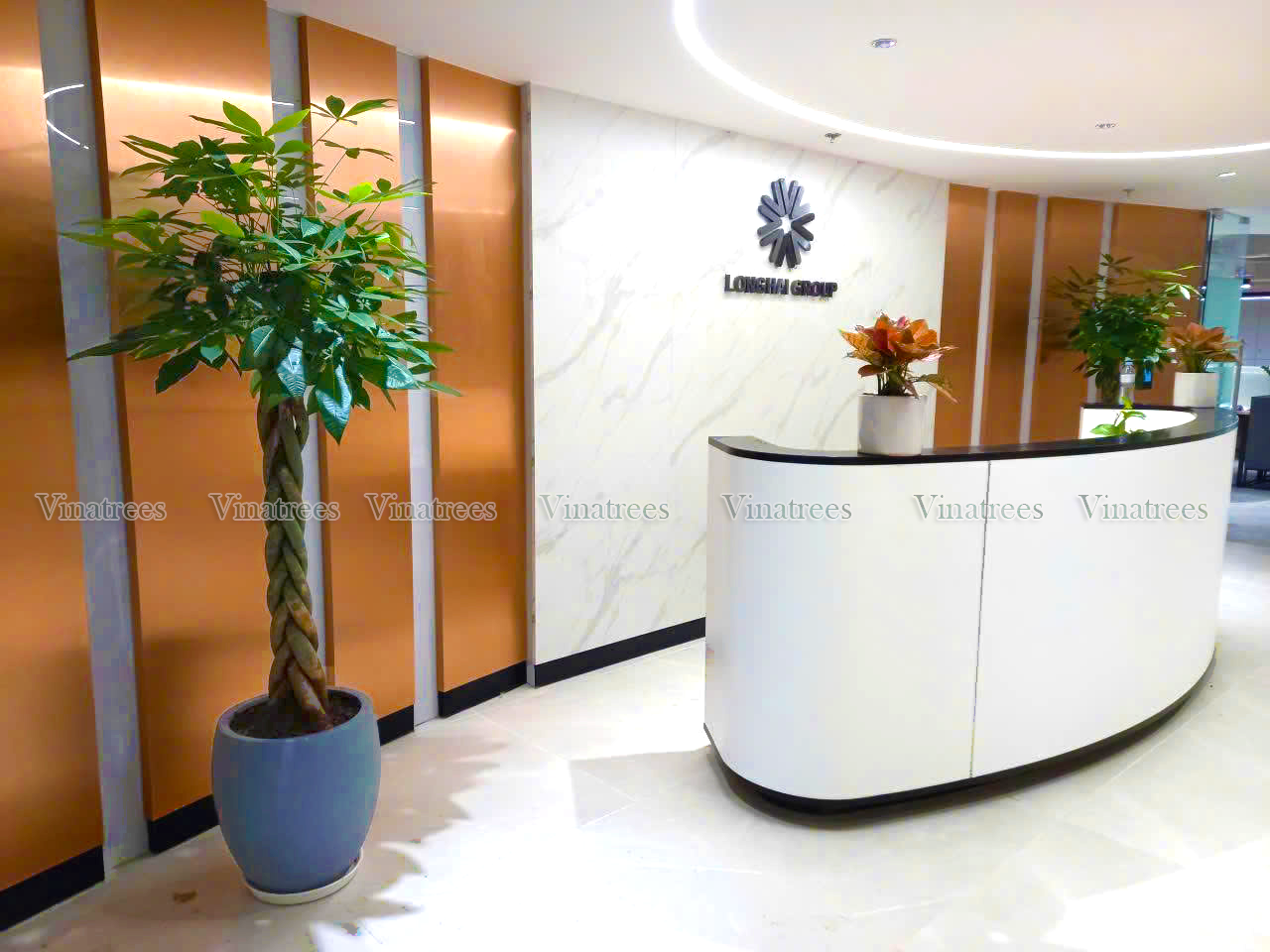 Dự án thiết kế cây xanh văn phòng tại khách hàng sử dụng dịch vụ cho thuê cây xanh văn phòng
