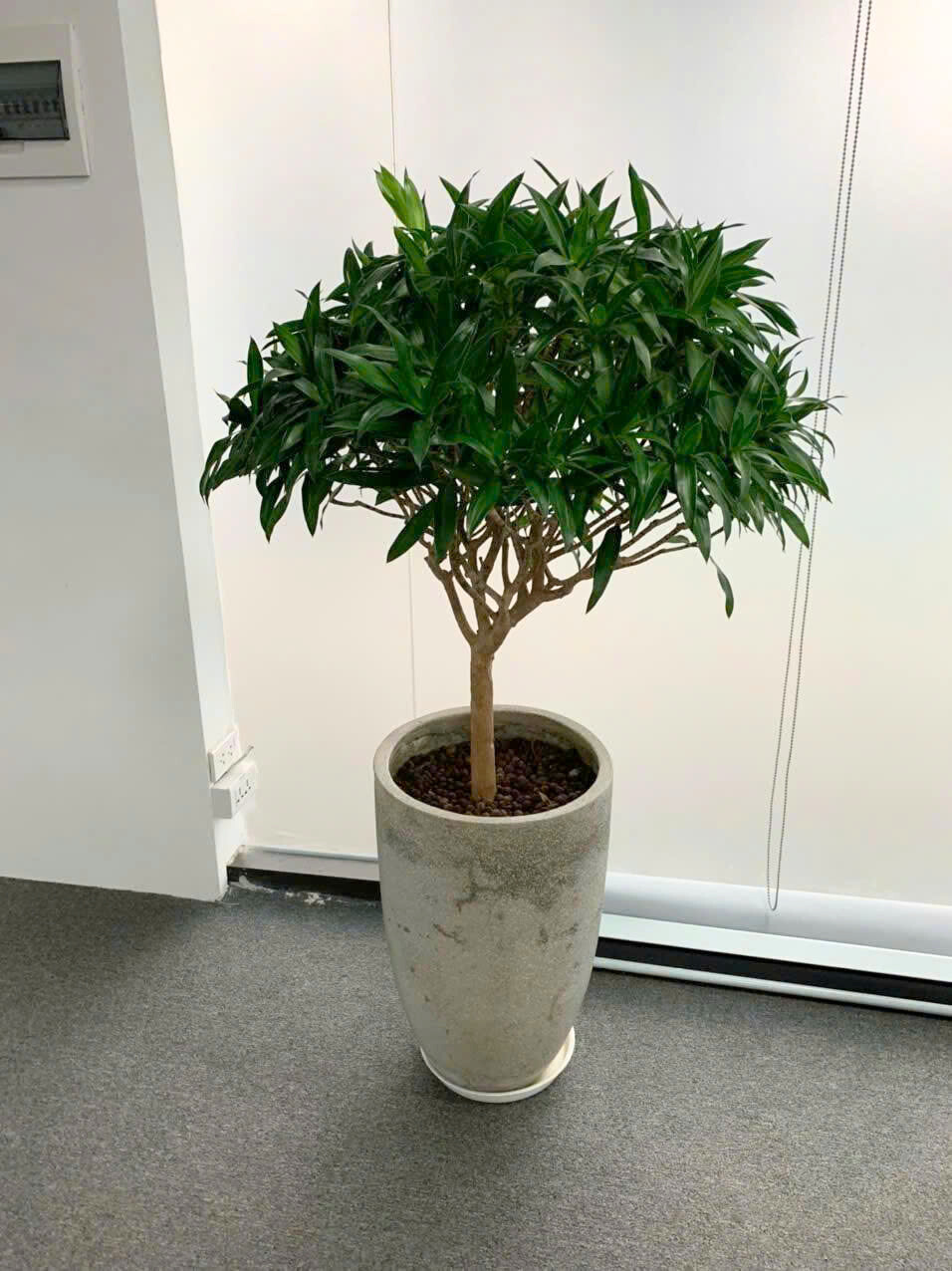 Cây xanh Hà Nội Vinatrees cho thuê cây cảnh Trúc Bách Hợp