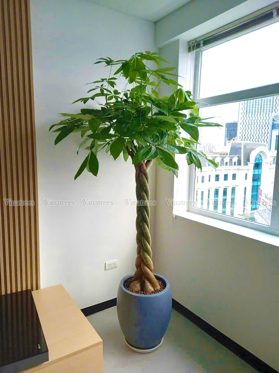 Vinatrees bán cây kim ngân tết sam cho khách hàng ở Hoàng Mai Hà Nội