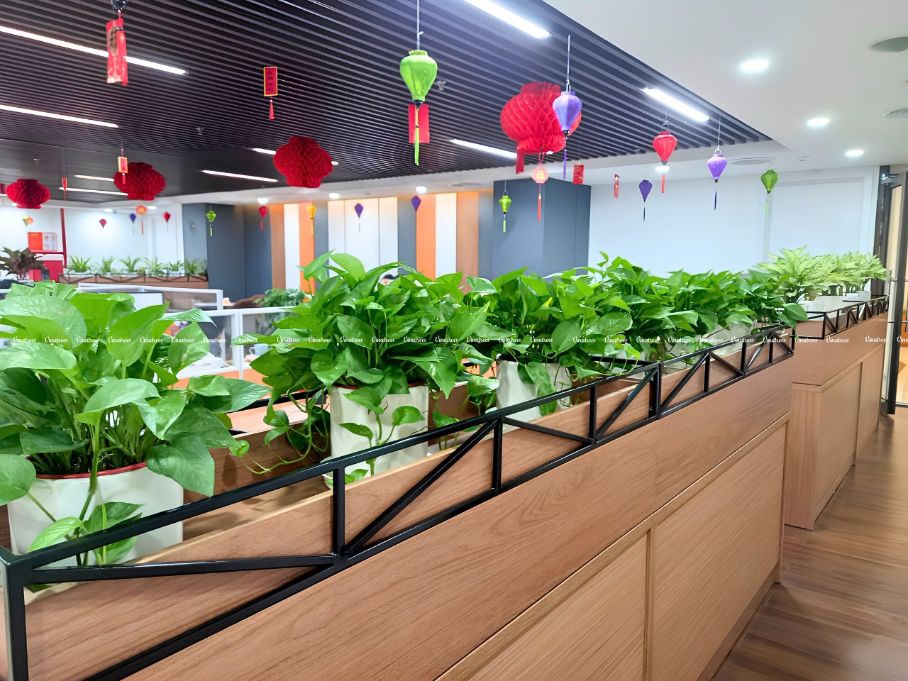 Thuê cây cảnh Hà Nội _Vinatrees