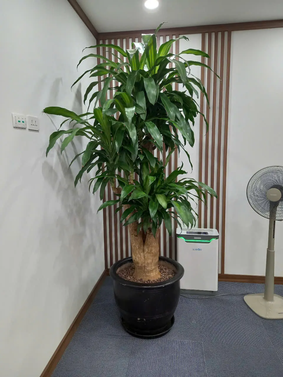 Cây Thiết Mộc Lan