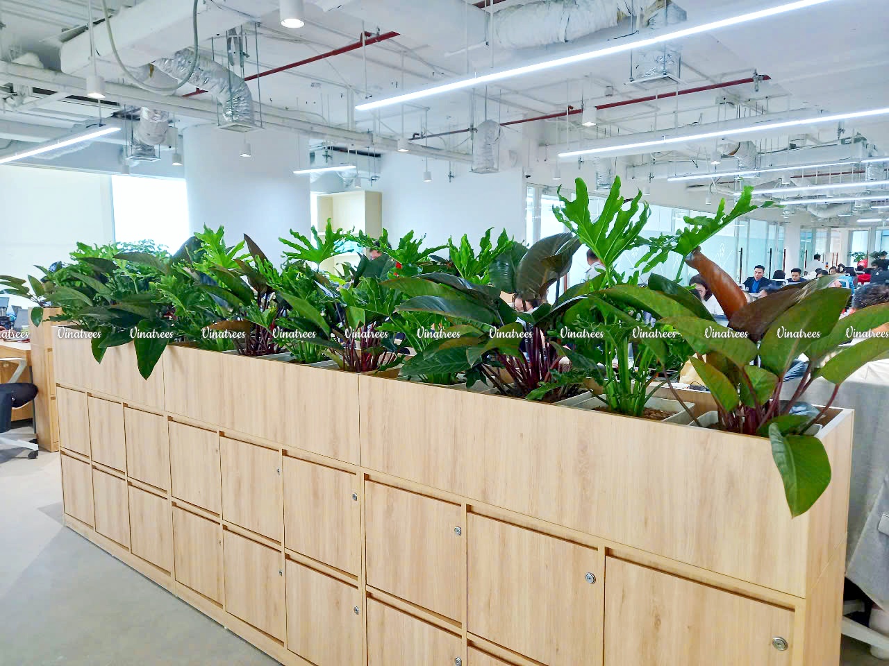 Vinatrees trang trí cây xanh văn phòng bằng cây trầu bà nam mỹ cho khách hàng