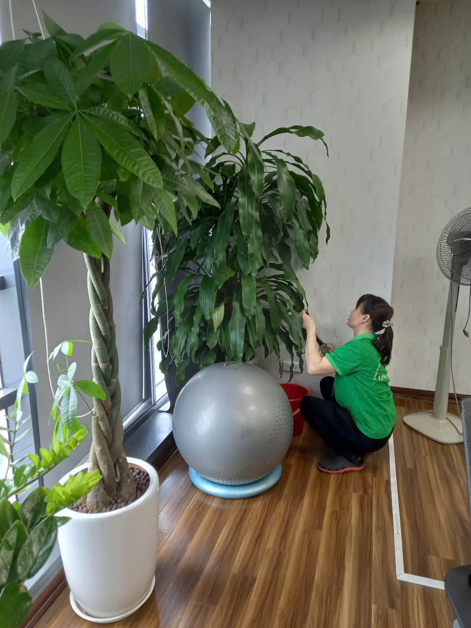 Nhân viên Vinatrees chăm sóc cây thiết mộc lan cho khách thuê cây cảnh văn phòng