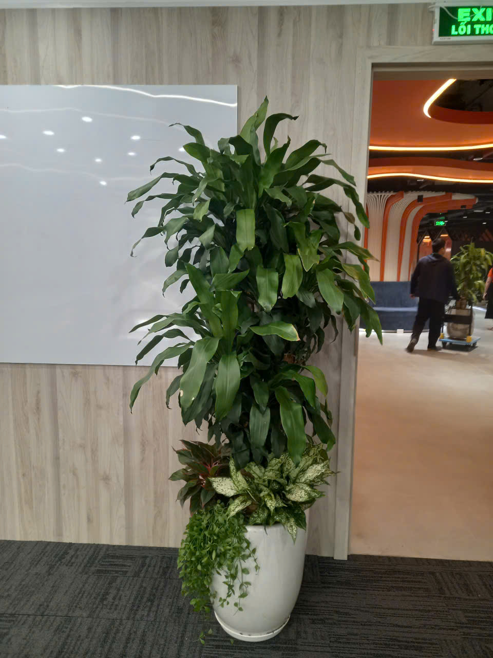 Vinatrees cung cấp dịch vụ cho thuê cây xanh văn phòng tại Hà Nội