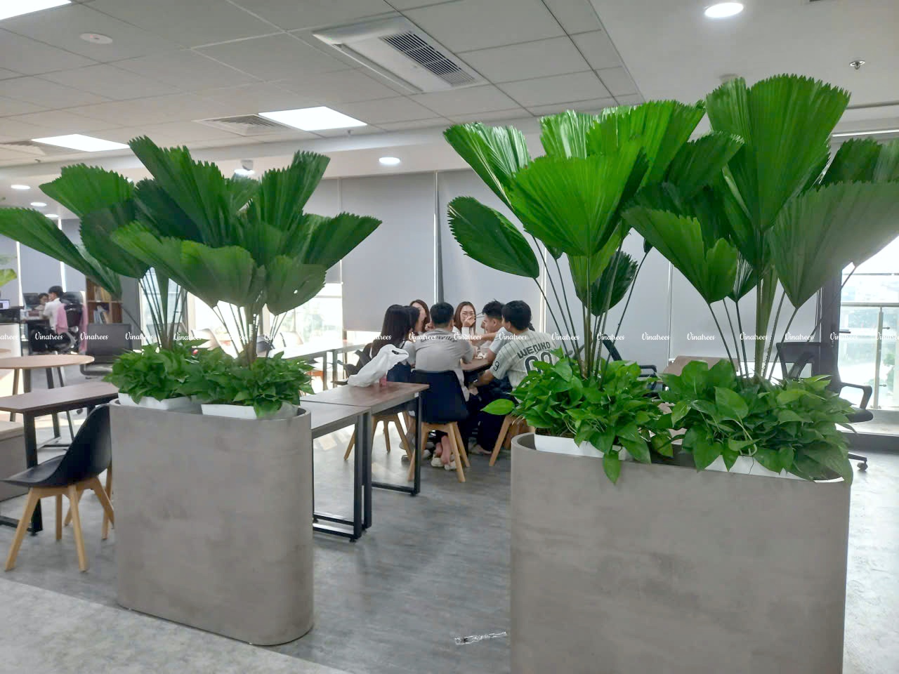 Vinatrees chuyên cung cấp dịch vụ cho thuê cây cảnh, cây xanh