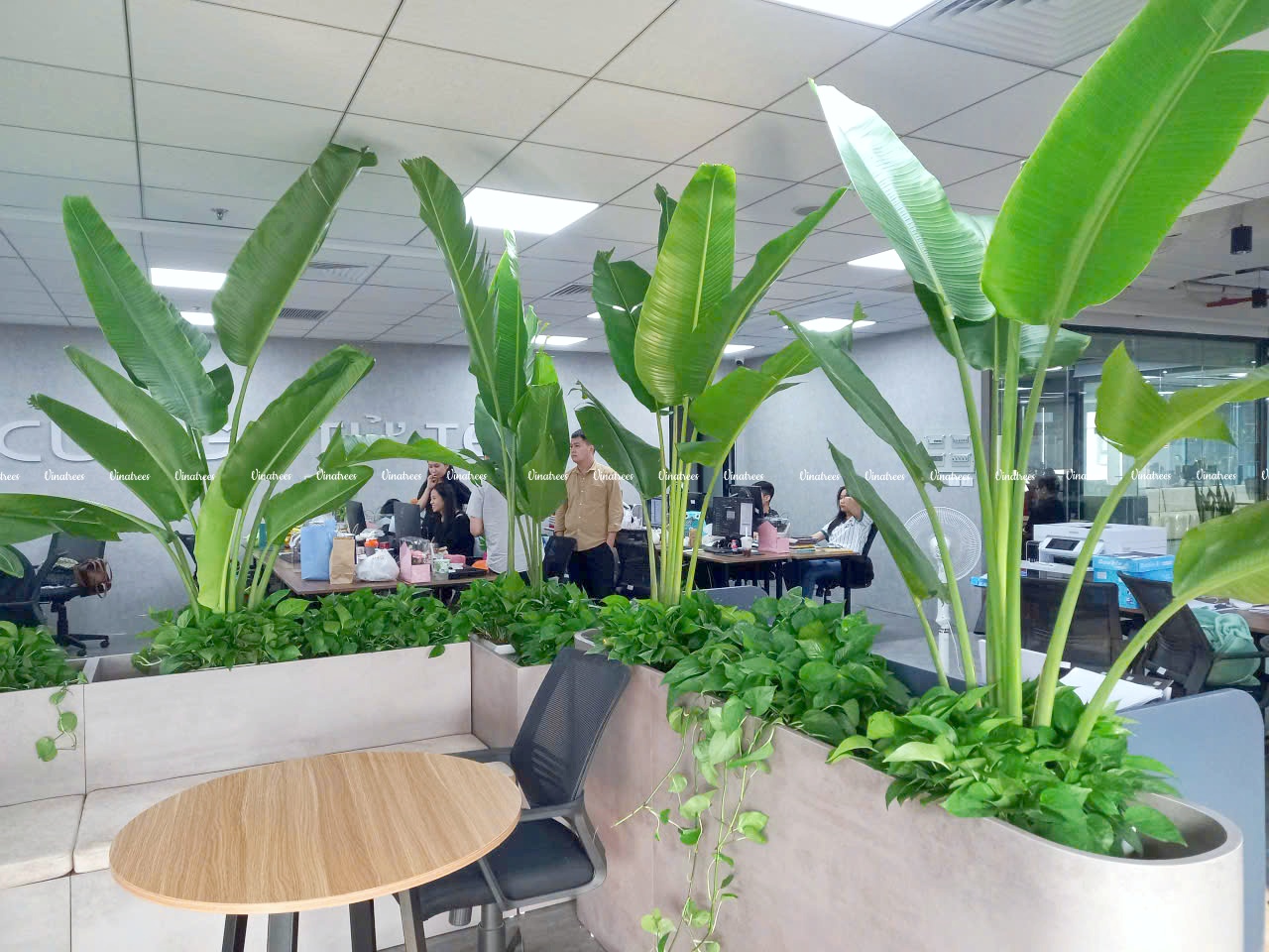 Vinatrees thay bạn chăm sóc cây một cách chuyên nghiệp, mang đến giải pháp xanh bền vững