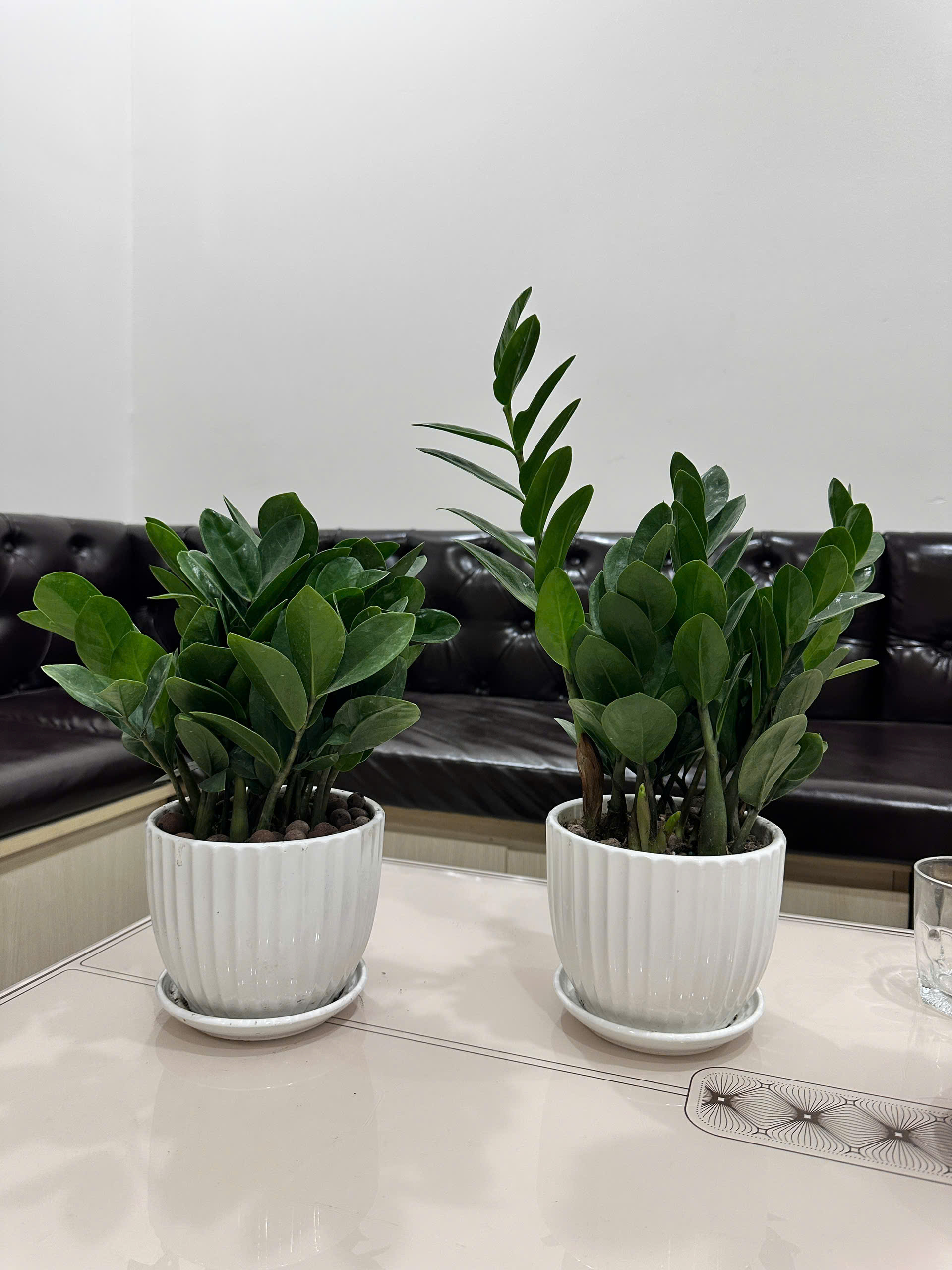 Cây kim tiền để bàn _Cây Xanh Hà Nội Vinatrees