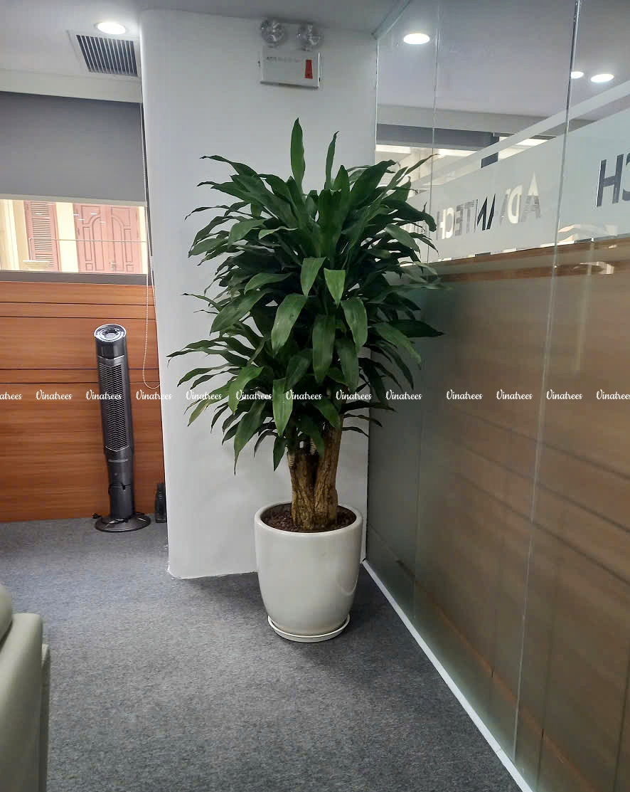 Vinatrees cung cấp dịch vụ cho thuê cây nội thất văn phòng tại Hà Nội