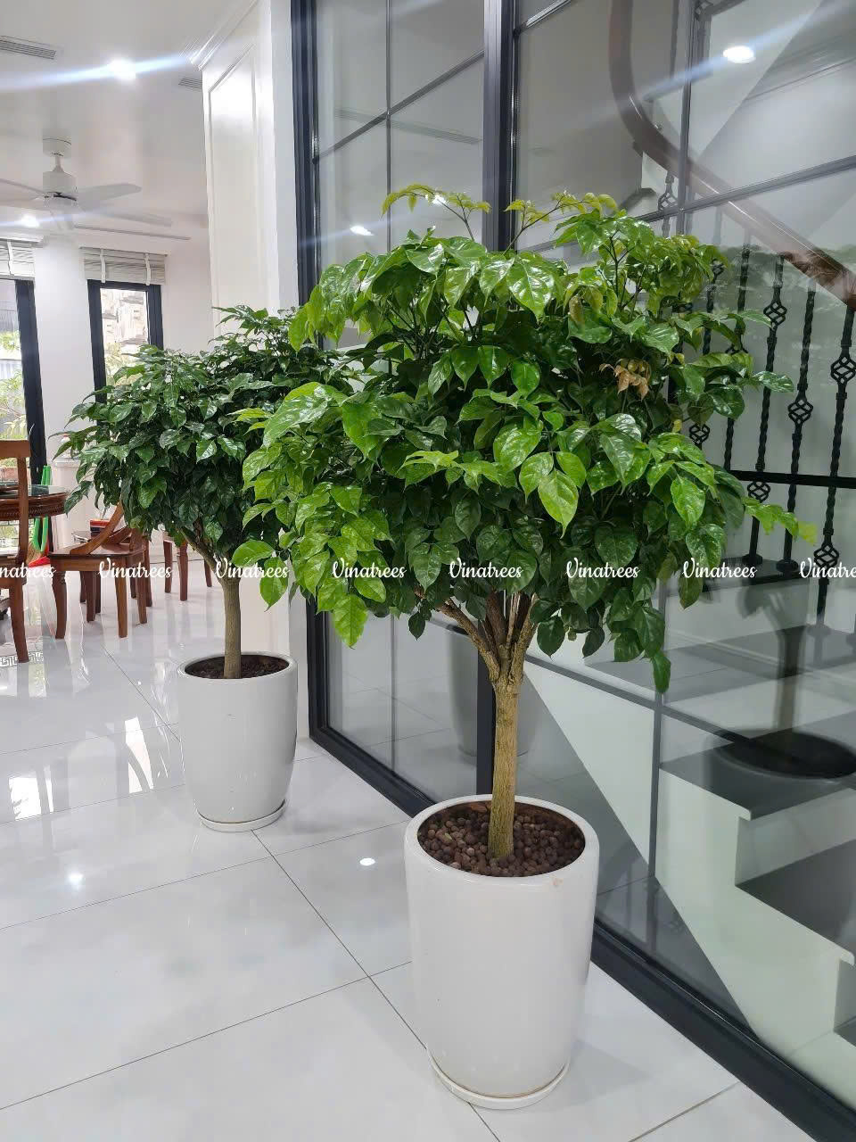Vinatrees cung cấp dịch vụ cho thuê cây cảnh Hà Nội