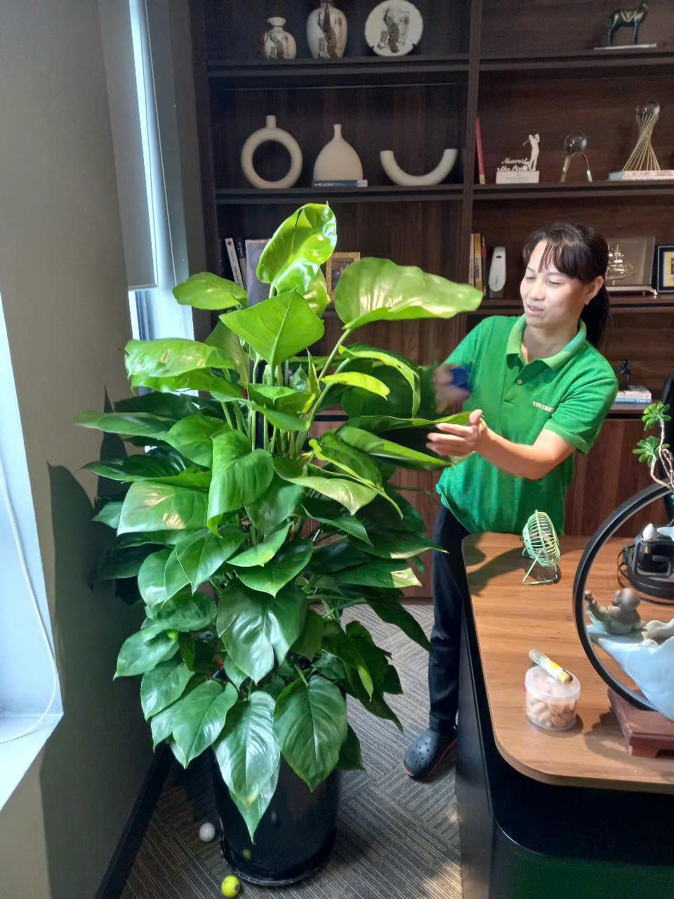 Dịch vụ cho thuê cây cảnh tại Vinatrees