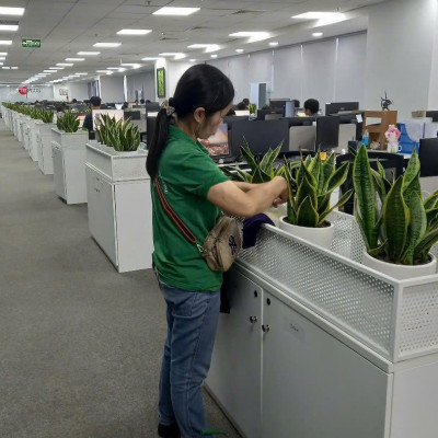 Nhân viên Vinatrees chăm sóc cây văn phòng theo định kỳ