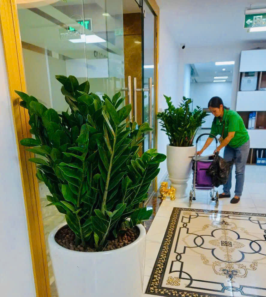 Nhân viên Vinatrees đi chăm sóc cây cảnh văn phòng định kỳ