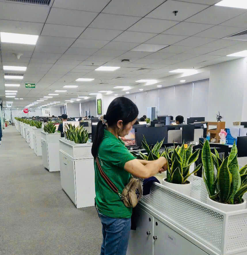 Vinatrees chăm sóc và bảo trì cây xanh theo lịch trình