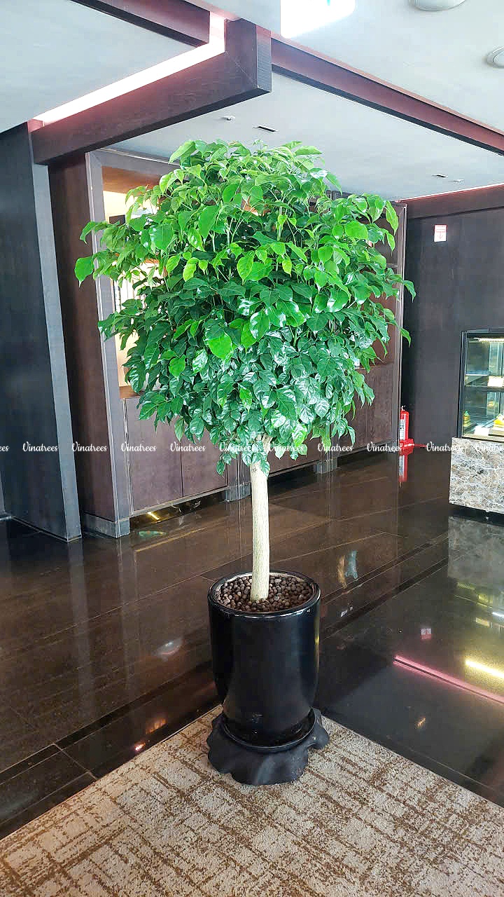 Thuê cây cảnh văn phòng _Vinatrees