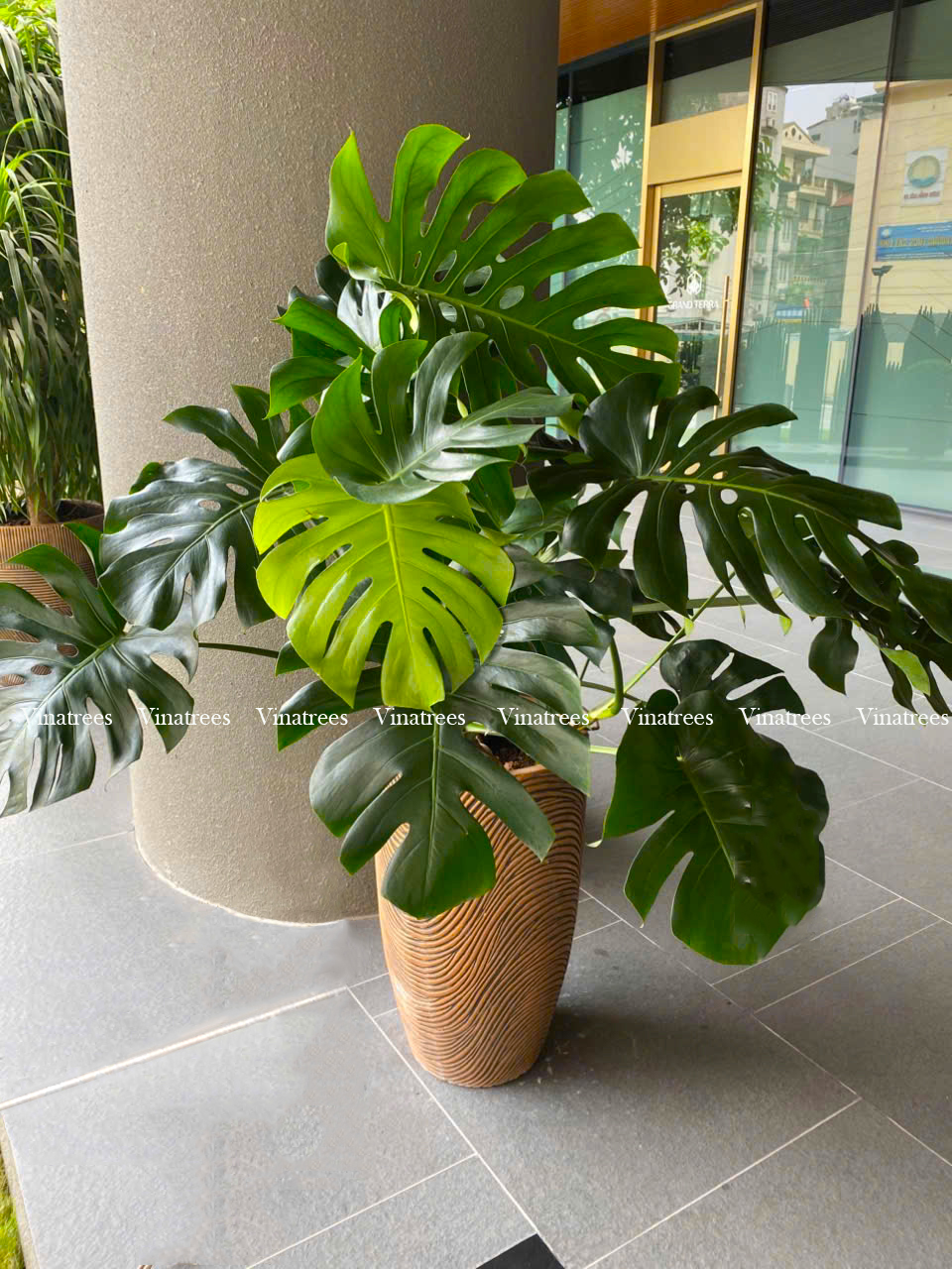 Cây Trầu Bà đặt sàn Vinatrees triển khai cho khách thuê cây cảnh văn phòng tại Hà Nội